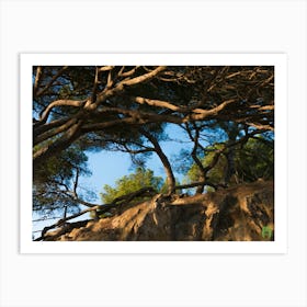 Tree On A Rock 20191011 119pub Art Print