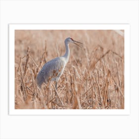 Sandhill Crane In Swamp Art Print