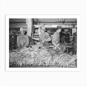 Carrots Are Taken From Large Trucks And Placed On Conveyor Where They Are Washed, Vegetable Packing Plant, Elsa, Art Print