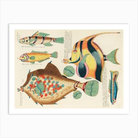 Colourful And Surreal Illustrations Of Fishes Found In Moluccas (Indonesia) And The East Indies, Louis Renard(90) Art Print