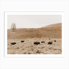 Bison Herd Art Print