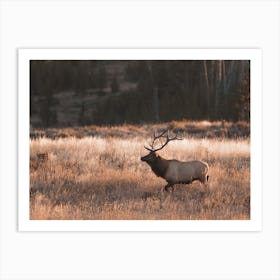 Bull Elk In Meadow Art Print