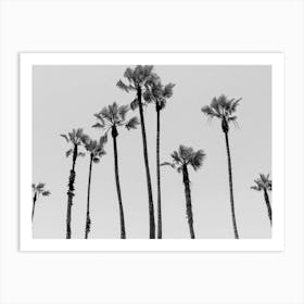 Palms Sky Black And White Art Print