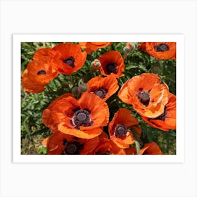 Red poppies blooming in the meadow Art Print