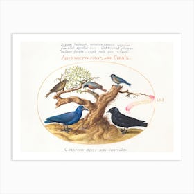 Blue Crow, Jackdaw, Chickadee Or Tit And Other Birds (1575–1580), Joris Hoefnagel Art Print