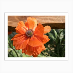 Orange poppy blossom and rural beauty Art Print