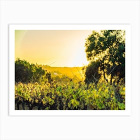 Sunset In A Vineyard 202312021800111pub Art Print