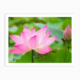 Lotus Flower 17 Art Print