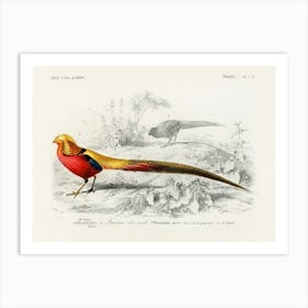Male Golden Pheasant, Charles Dessalines D'Orbigny Art Print