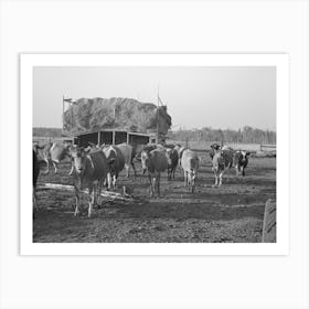 Herd Of Cattle With Straw Barn In The Background On Farm Near Little Fork, Minnesota By Russell Lee Art Print
