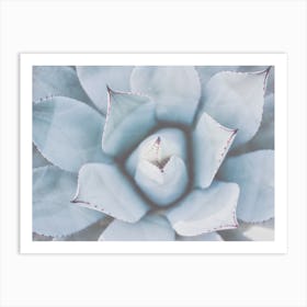 Blue Agave Succulent Art Print