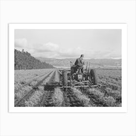 Salinas, California Intercontinental Rubber Producers,Cultivating Two Year Old Guayule Shrubs By Russell Lee Art Print