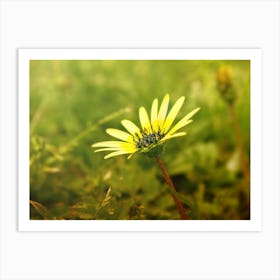 Single Yellow Daisy 1 Art Print