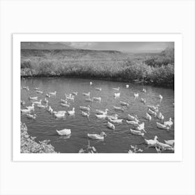 Ducks On The Pond, Washington County, Utah By Russell Lee Art Print