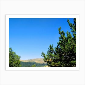 Pine Trees In The Forest Art Print