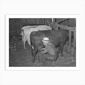 Mr,Bosley Milking His Dual Purpose Cows On His Farm,Baca County,Colorado By Russell Lee Art Print