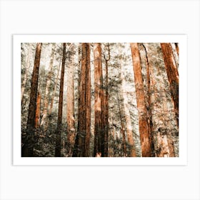 Redwood Forest Art Print