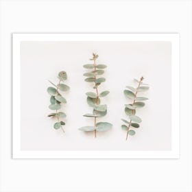 Eucalyptus Branches Art Print