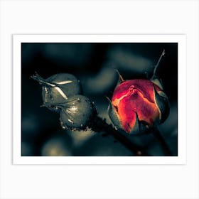 Dark Rose Art Print