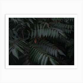 Dark Leaves In The Forest Art Print