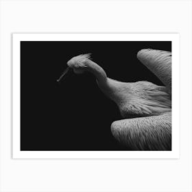 Black And White Pelican Art Print