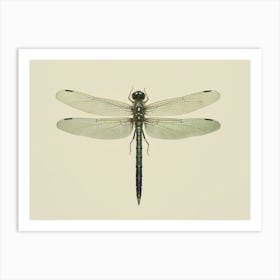 Dragonfly Eastern Pondhawk Erythemis 1 Art Print