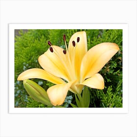 Yellow Flower. Art Print