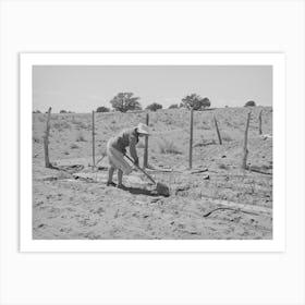 Untitled Photo, Possibly Related To Mrs, George Hutton Irrigating Her Garden, The Huttons Have Ample Water At Their Farm Art Print