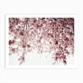 Spring Cherry Blossoms Affiche