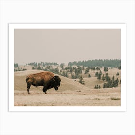 Wyoming Bison Art Print