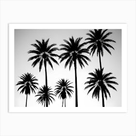 Silhouettes Of Palm Trees On White Background 1 Art Print