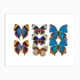 Collection Of Coloured Butterflies Art Print