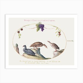 Two Gray Geese With A Third Bird And Hanging Grapes (1575 1580), Joris Hoefnagel Art Print