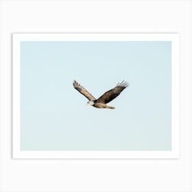 Eagle Soaring In The Blue Sky Art Print