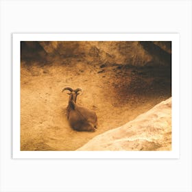 A Mountain Goat In A Frame Of Rocks Art Print