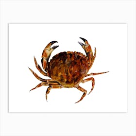 Crab On White Art Print