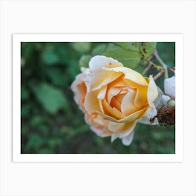 Yellow Roses Art Print