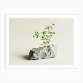 Small Plant On A Rock Art Print