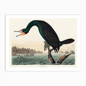 Florida Cormorant   Birds Of America, John James Audubon Art Print