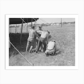 Pulling Ropes For Attachment To Stakes,Lasses White Show, Sikeston, Missouri By Russell Lee Art Print