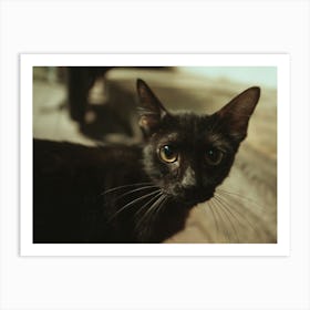 Black cat at thai night market Art Print