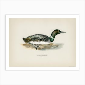 Common Loon (Colymbus Immer), The Von Wright Brothers Art Print