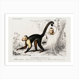 White Headed Capuchin (Cebus Hypoleucus), Charles Dessalines D'Orbigny Art Print