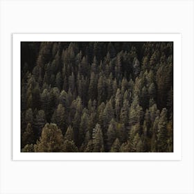 Aerial View Of A Forest Art Print