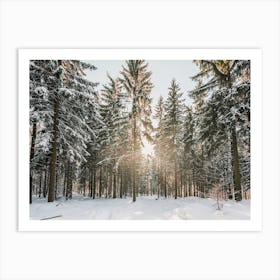 Sunshine In Winter Trees Art Print