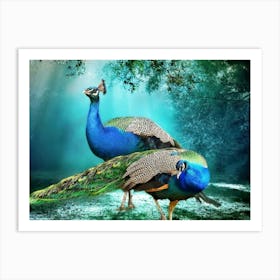 Peacocks 1 Art Print