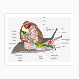 Snail Anatomy Art Print