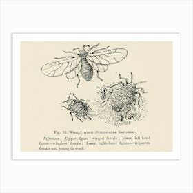 Vintage Illustration Of Schizoneura Lanigera, Woolly Aphis Bug, John Wright Art Print