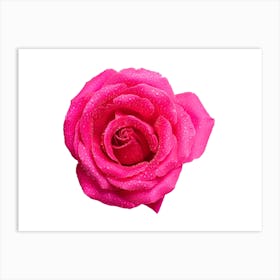 Pink Rose Isolated On White Art Print