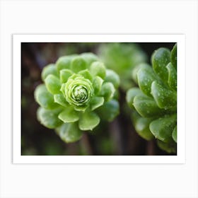 Close Up Of Green Succulents Art Print